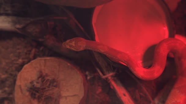 Serpente di mais striscia nella gabbia con luce infrarossa — Video Stock