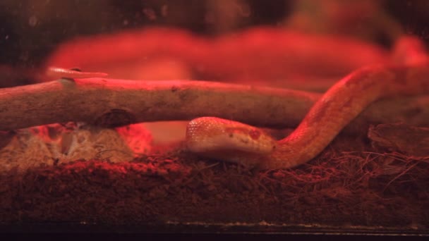 Corn Snake kruipt in de kooi met infraroodlicht — Stockvideo