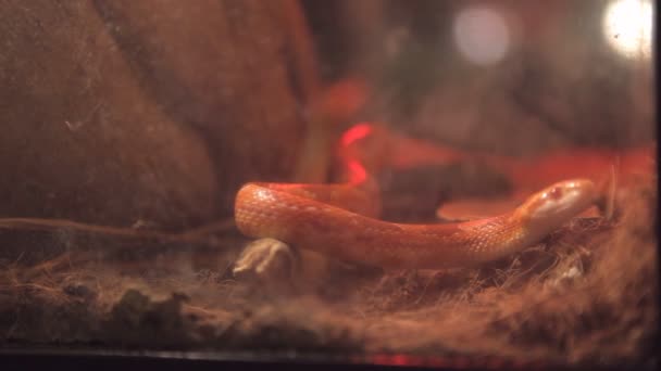 Corn snake crawls in the cage with infrared light — Stock Video