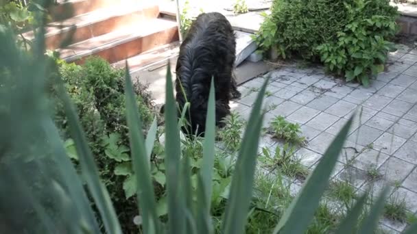 Cane nero sgattaiolato nel cortile mangiato cibo, piscia sul Bush — Video Stock