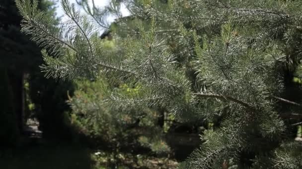 Rama de árbol en el sol — Vídeos de Stock