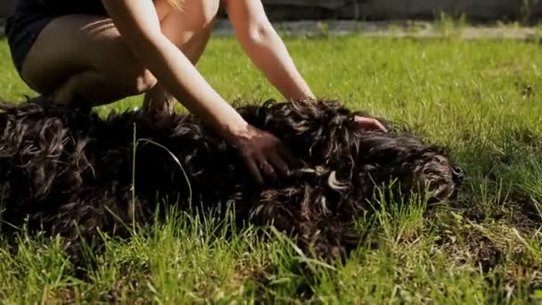 The owner of the dog plays with her on the green lawn. Happy dog playing with woman — Stock Video