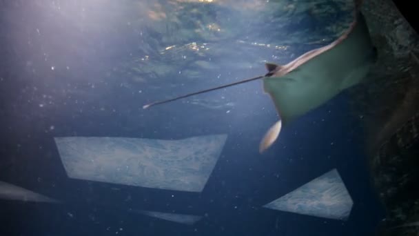 Stingray in blauw water. Onderwater geschoten in de Oceaan. Mariene fauna — Stockvideo