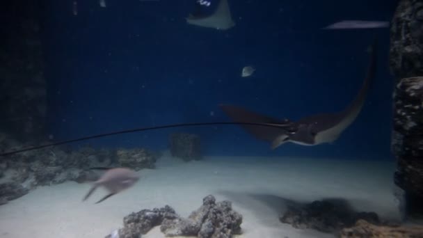 Stingray w niebieskiej wodzie. Podwodne strzał w oceanie. Fauna morska — Wideo stockowe