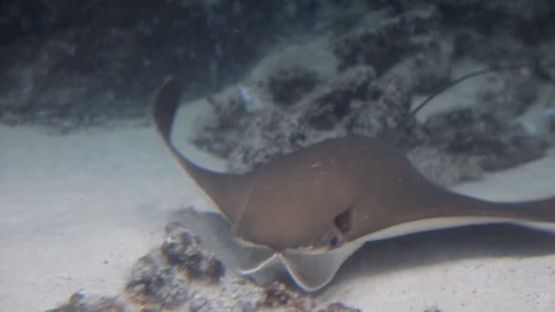 Скат в голубой воде. Подводный кадр в океане. Фауна моря — стоковое видео