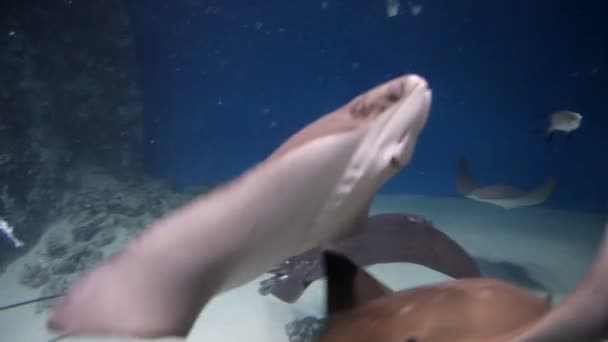 La raya, los peces en el acuario, la vida marina, el agua azul — Vídeos de Stock