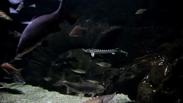 Krásná ryba v akváriu a vodních rostlinách. Barevná ryba. Mořský svět — Stock video