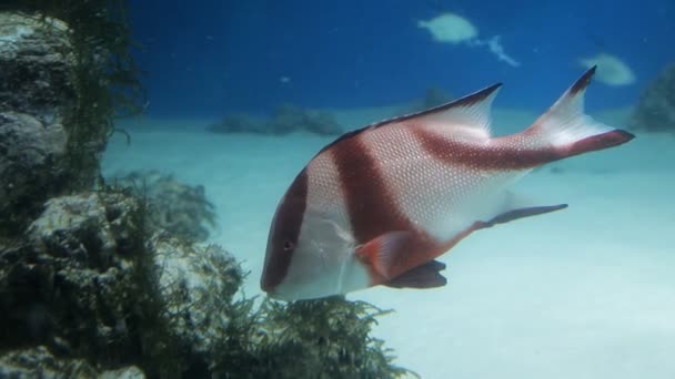 수족관과 수생 식물에서 아름다운 물고기. 다채로운 물고기. 바다 세계 — 비디오