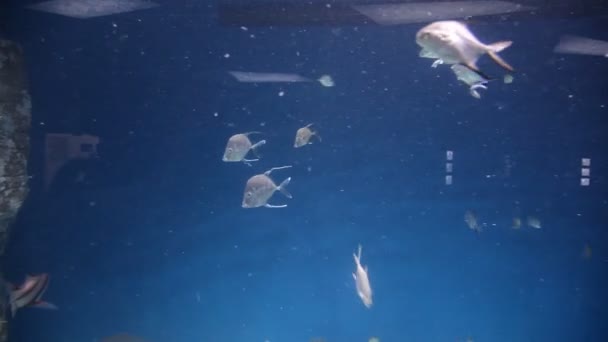 Hermosos peces en el acuario y plantas acuáticas. Pescado colorido. Mundo marino — Vídeos de Stock