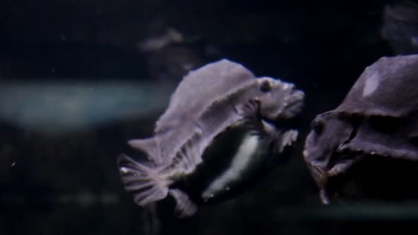 Close-up shot van vis onderwater in de Oceaan. Exotische mariene fauna — Stockvideo