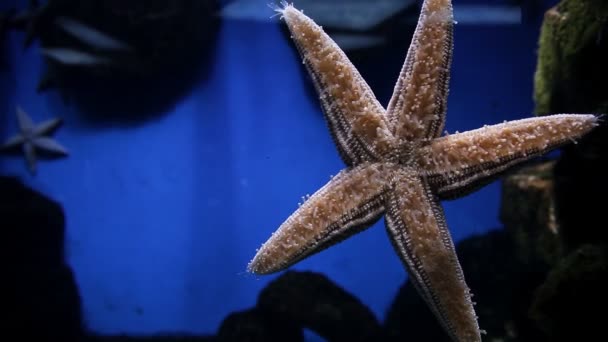 Hvězda pod vodou na dně oceánu. Hvězdná rybka zblízka pod mořskou vodou — Stock video