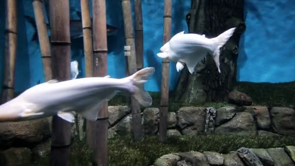 Καταδύσεις, Καταδύσεις υποβρύχια, γυρίσματα εξωτικά, ασυνήθιστο λευκό ψάρι με νερό και νερό σε μια υποβρύχια κάμερα — Αρχείο Βίντεο