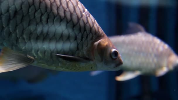 Buceo, buceo bajo el agua, disparar agua de peces exóticos con agua en una cámara submarina — Vídeos de Stock