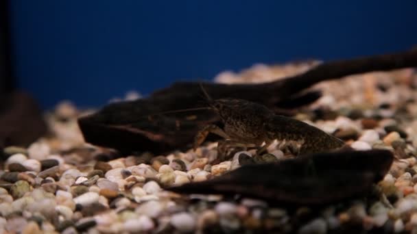 Cangrejos de río bajo el agua. Buceo turístico en el mar y el océano. Hermosa fauna marina — Vídeos de Stock