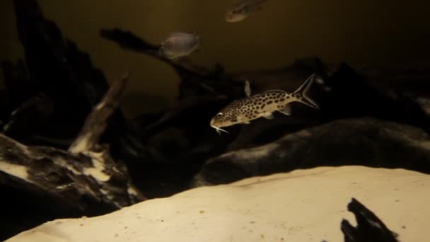 Filming under water, a beautiful sea world, rare, exotic fish. Ocean diving — Stock Video