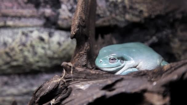 Een zeldzaam mooi uitzicht op een kikker, Toad onder water. Kikker, blauwe pad — Stockvideo