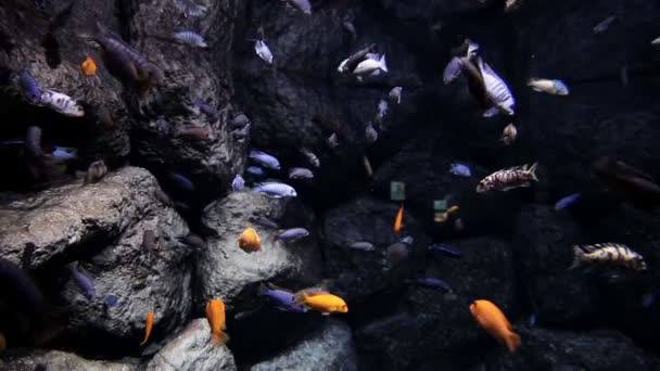 Estudio marino, peces nadan más allá de grandes piedras grises grandes en el océano, mar — Vídeo de stock