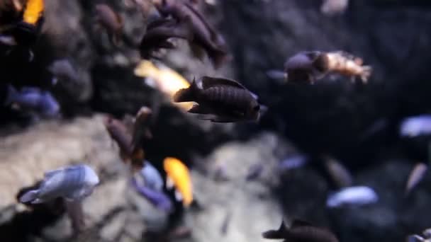 Estudio marino, peces nadan más allá de grandes piedras grises grandes en el océano, mar — Vídeos de Stock