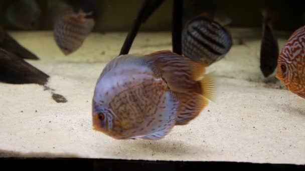 Peces y plantas marinas en el acuario. Un acuario colorido lleno de piedras, ramas de madera, algas — Vídeo de stock