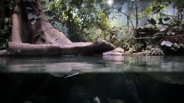 Pesci e piante marine in acquario. Un acquario colorato pieno di pietre, rami di legno, alghe — Video Stock