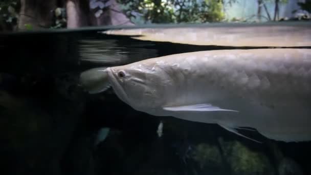 Ryby a mořské rostliny v akváriu. Barevné akvárium plné kamenů, dřevěných větví, řas — Stock video