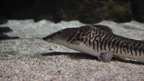 Pesci e piante marine in acquario. Un acquario colorato pieno di pietre, rami di legno, alghe — Video Stock