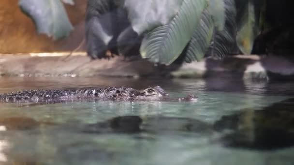 Close-up shot van een krokodil op de camera op het water — Stockvideo