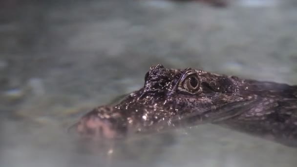 Close-up tiro de um crocodilo na câmera na água — Vídeo de Stock