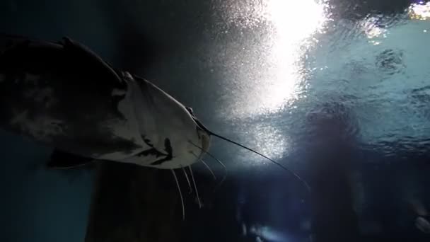 Рыбы плавают в подводном море на фоне кораллового рифа и воздушные пузырьки от дайвера — стоковое видео