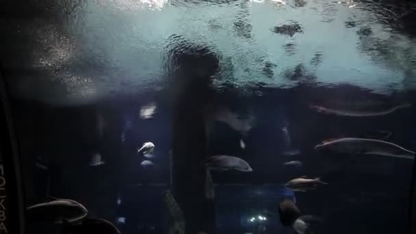 Ryba pływactwo w podwodny morza na tło i powietrza pęcherzyki rafa koralowa z nurek — Wideo stockowe