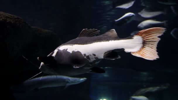 Peces nadando en el mar submarino sobre el fondo del arrecife de coral y burbujas de aire del buceador — Vídeo de stock