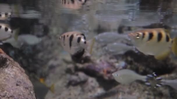 Peces exóticos de agua salada nadando en un gran acuario — Vídeo de stock