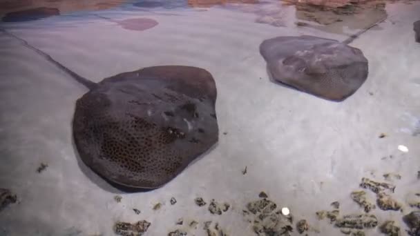 Manta ray rampa de peces bajo el agua en el fondo de los fondos marinos increíbles en Maldivas — Vídeos de Stock