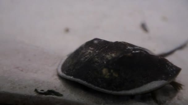 Manta ray rampa de peces bajo el agua en el fondo de los fondos marinos increíbles en Maldivas — Vídeos de Stock