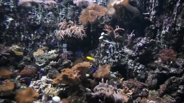 Coloridos peces nadan en el océano. Peces exóticos, islas — Vídeo de stock