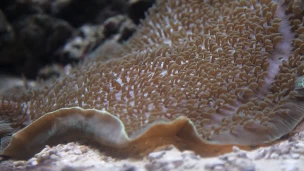 Onderwater mariene planten en organismen, kleurrijke aquatische wereld, koraalrif, onderwater soorten diversiteit — Stockvideo