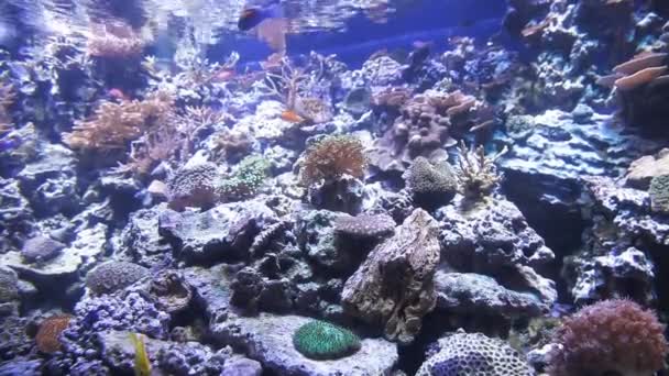 Des poissons jaunes brillants nagent parmi les récifs coralliens — Video