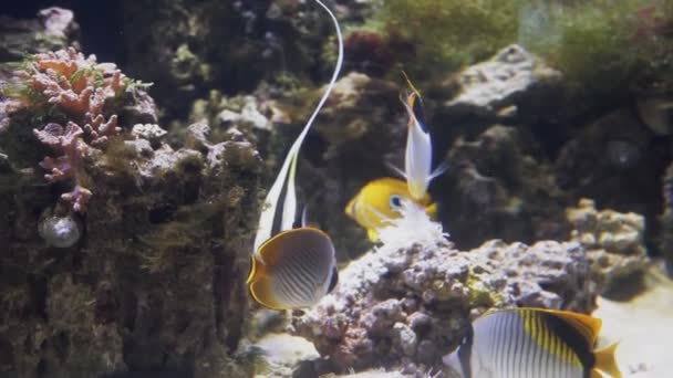 Pesci gialli brillanti nuotano tra le barriere coralline — Video Stock