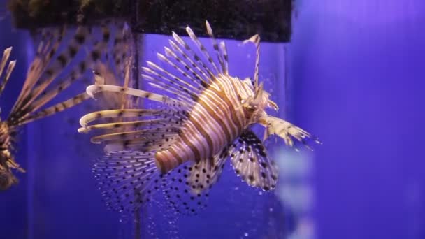 Fantazyjne ryby w oceanie. Niesamowity koralowy dół — Wideo stockowe