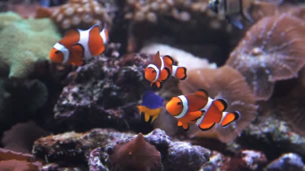 Необыкновенная яркая оранжевая рыба плавает под водой — стоковое видео
