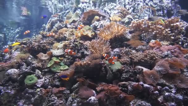 Unusual bright exotic orange fish swim underwater — Stock Video