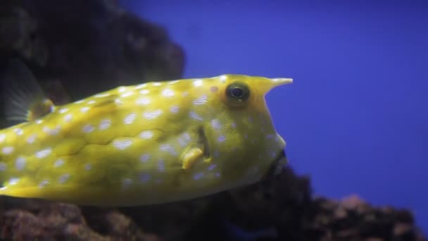 Pesce angelo giallo Pomacanthus annularis e Longhorn Cowfish Lactoria Cornuta sott'acqua. Il mondo sott'acqua, l'oceano — Video Stock