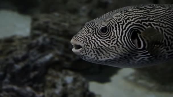 Fancy fish in the ocean. Amazing coral bottom — Stock Video
