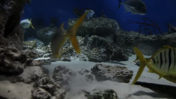 Les poissons nagent sous l'eau, une espèce exotique rare de poissons. Plongée — Video