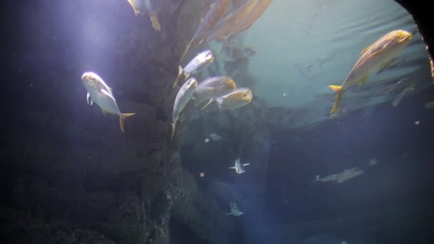 Los tiburones nadan en aguas tropicales. Tiburón nadando bajo el agua en el oceanario. Vida marina submarina y animales salvajes. Fascinante buceo submarino con tiburones de arrecife en el arrecife — Vídeos de Stock