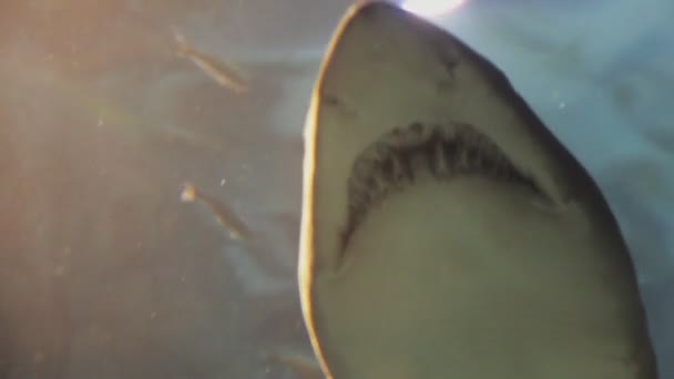 Haaien zwemt in tropisch water. Haai zwemmen onderwater in het Oceanarium. Onderwaterleven en wilde dieren. Fascinerend onderwater duiken met rifhaaien op het rif — Stockvideo