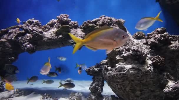 Belo recife de encosta de coral e peixes tropicais nadam em mar aberto. Tiro subaquático — Vídeo de Stock