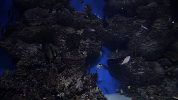 Prachtige koraal helling rif en tropische vissen zwemmen in de open zee. Onderwater schieten — Stockvideo