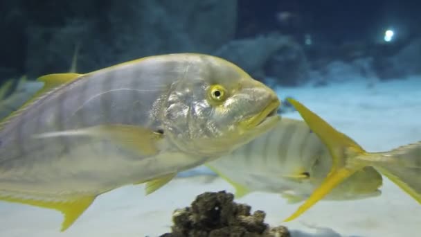 Los peces nadan bajo el agua, una rara especie exótica de peces. Buceo — Vídeos de Stock
