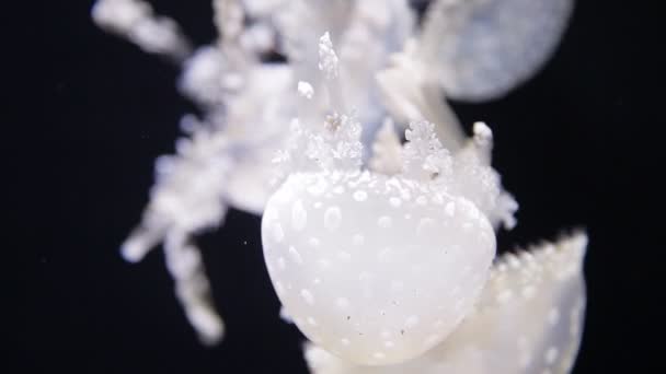 Imagens de vídeo de uma medusa a nadar de perto. Fauna do Mar Negro. Geléia da lua Aurelia aurita, água-viva da lua, água-viva comum ou geleia de pires - uma espécie amplamente estudada do gênero Aurelia — Vídeo de Stock